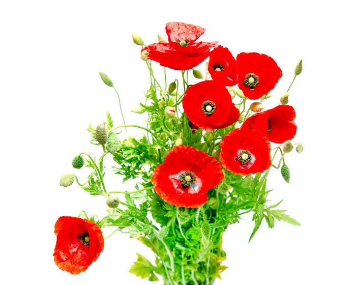 Vibrant Red Poppies Closeup in Natural Greenery