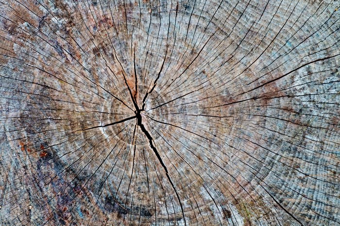 Close-up of a weathered tree stump with prominent growth rings and cracks
