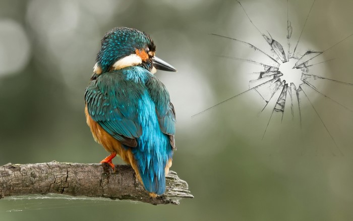Common Kingfisher perched on a branch near cracked glass
