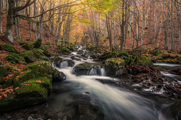 Autumn forest stream with mossy rocks