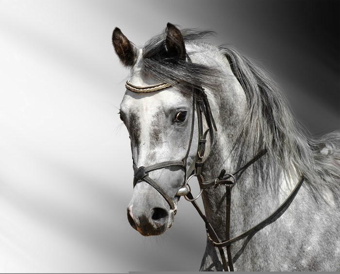Close-up of a grey horse's head with bridle