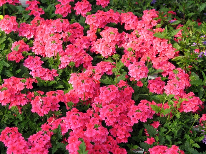 Pink Verbena flowers in a garden