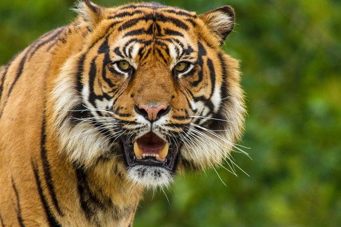 Majestic Tiger in Natural Green Habitat 4K