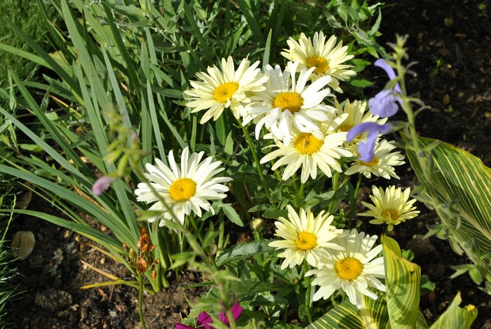 White and yellow daisies in a garden
