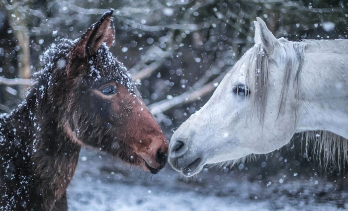 Two horses in the snow