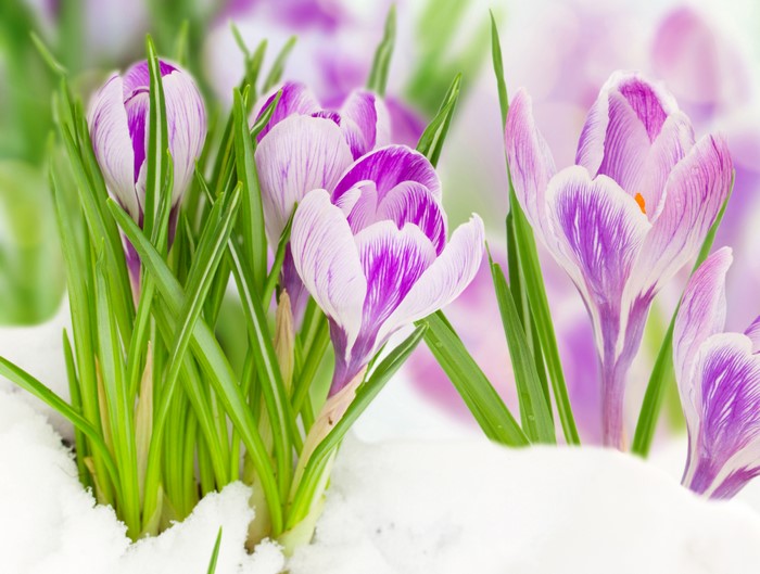 Purple and white crocuses blooming in snow