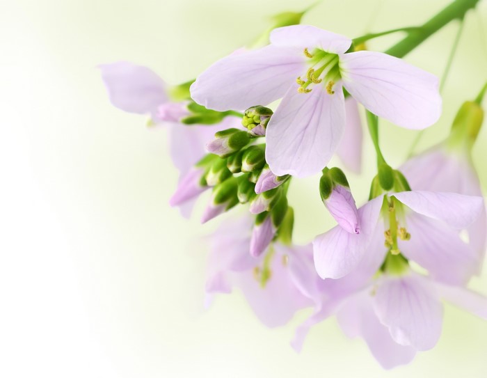 Close-up of delicate pink flowers with green buds