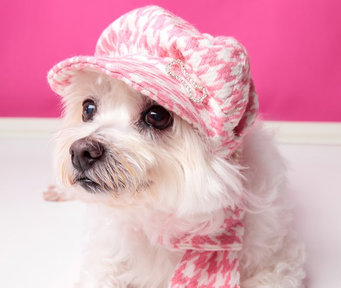 White dog wearing a pink houndstooth cap and scarf