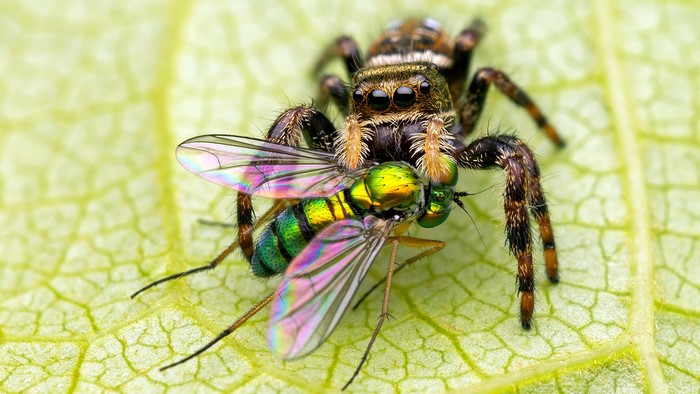 Jumping spider eating a fly on a leaf