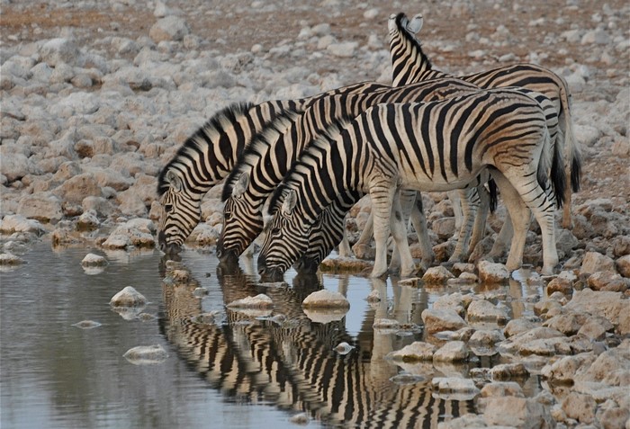 Zebras drinking water from a rocky watering hole