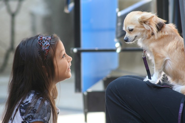 Girl looking at a chihuahua dog