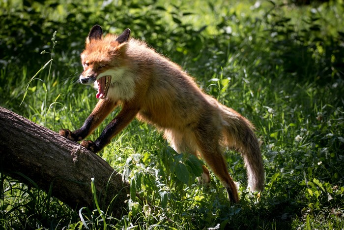 Fox yawning on a log in a forest
