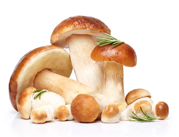 Porcini mushrooms with rosemary sprigs