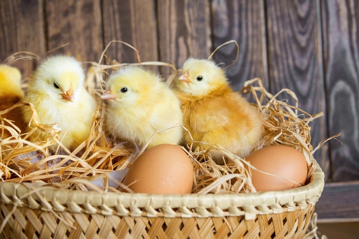 Chicks and eggs in a basket