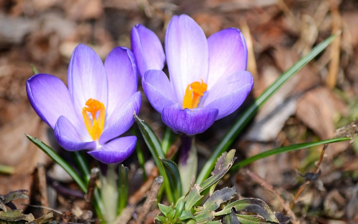 Two Violet Crocuses in Close-up