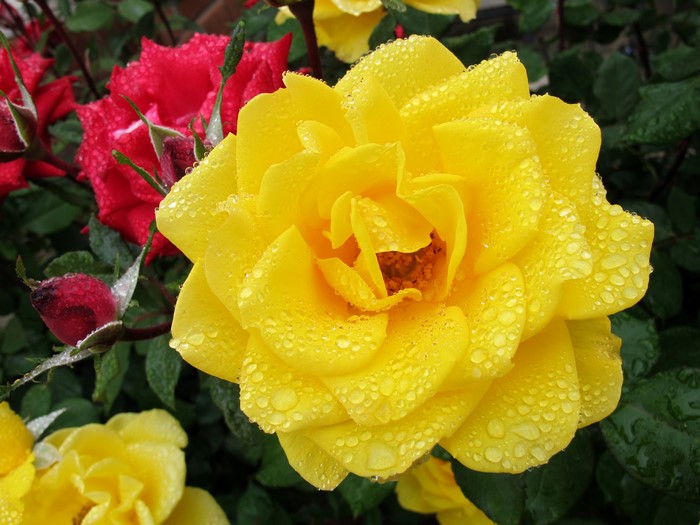 Yellow and red roses with water drops