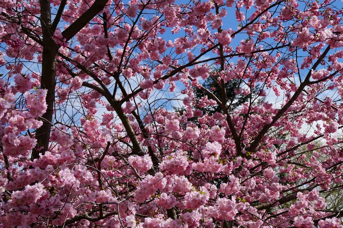 Pink Cherry Blossoms on Branches