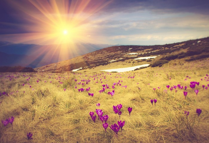 Field of Crocuses with Sunbeams