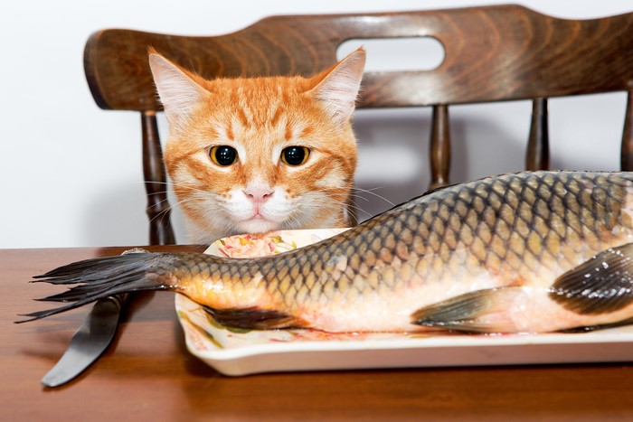 Orange cat looking at a whole fish on a plate