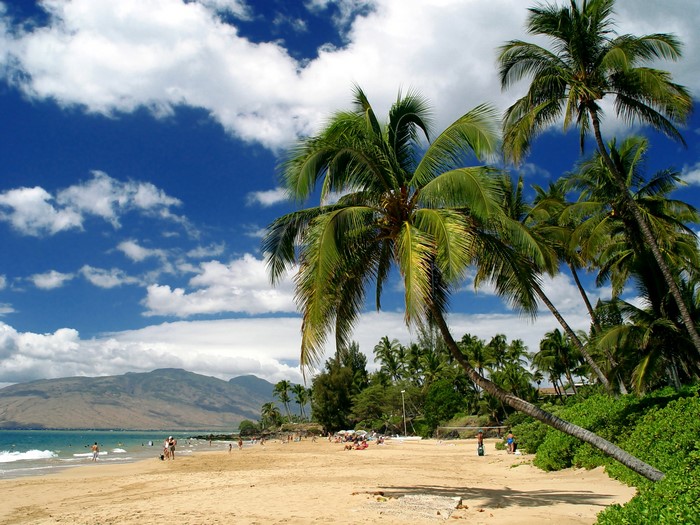 Maui beach with palm trees and mountains
