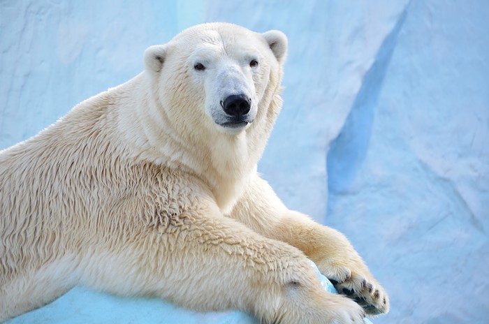Polar bear resting on ice