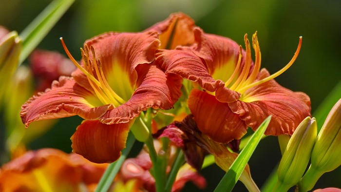 Two Orange Daylilies in Close-up