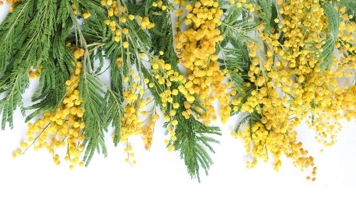 Yellow Silver Wattle Branches