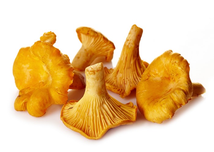 Chanterelle mushrooms on a white background