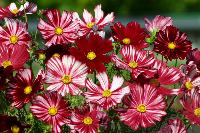 Close-up of red and white striped Cosmos flowers
