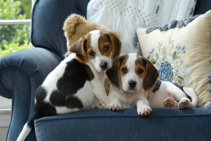 Two Beagle Puppies on a Blue Sofa