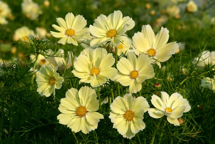 Yellow Cosmos flowers in a field