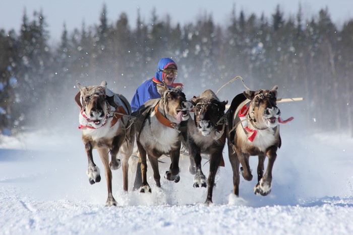Person riding a reindeer-pulled sled in the snow