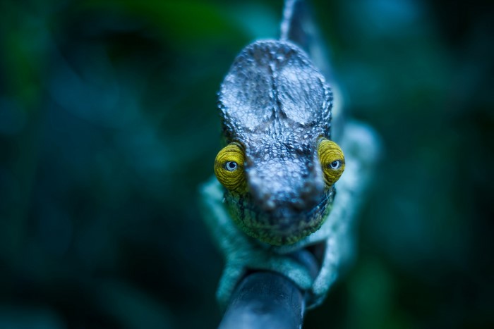 Chameleon with yellow eyes on a branch