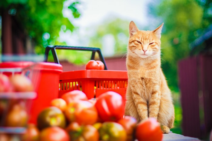 Ginger cat sitting near tomatoes and baskets