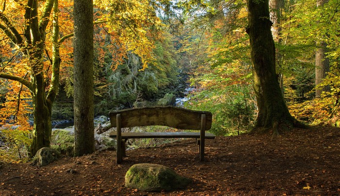 Bench in a forest with autumn colors