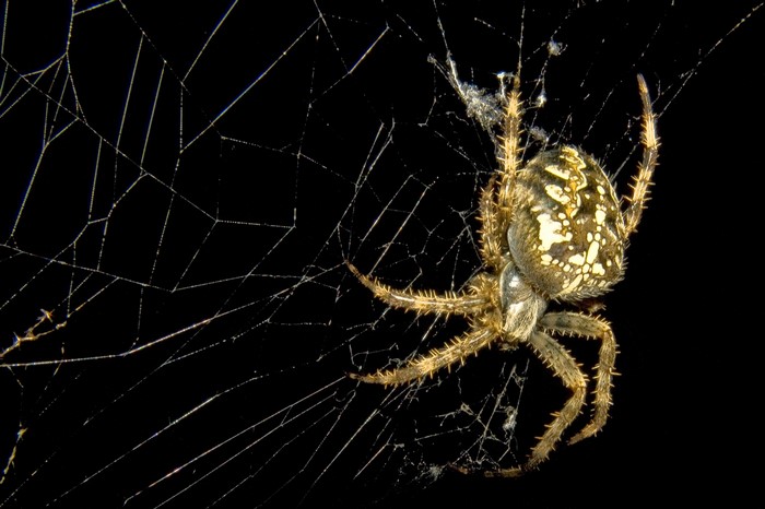 Spider on a web