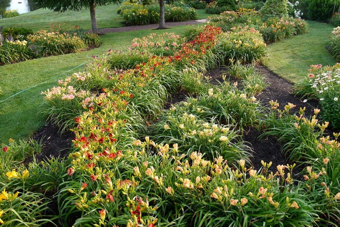 Park with Daylilies and Pond