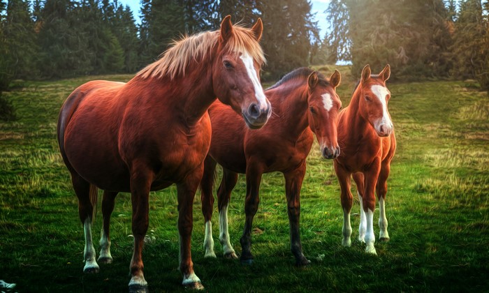 Three Horses in a Grassy Field