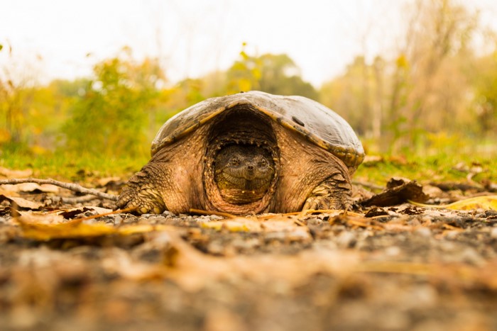 Snapping turtle on a path with autumn leaves
