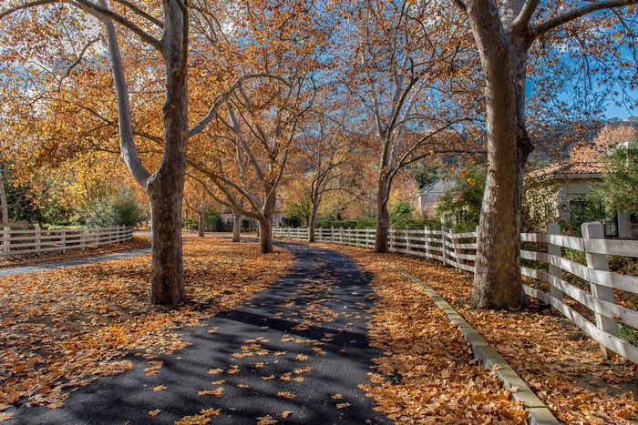 Autumn trees line a paved road with fallen leaves
