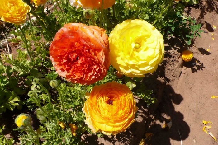 Three Ranunculus flowers in bloom
