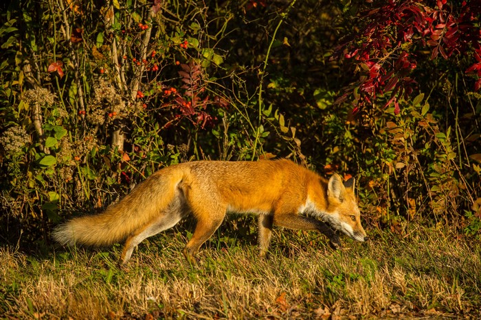 Red fox walking in grass and bushes
