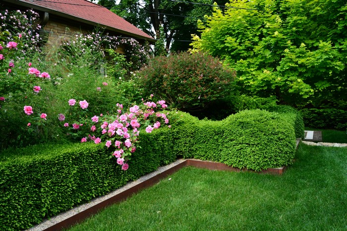 Garden with pink roses and manicured hedges
