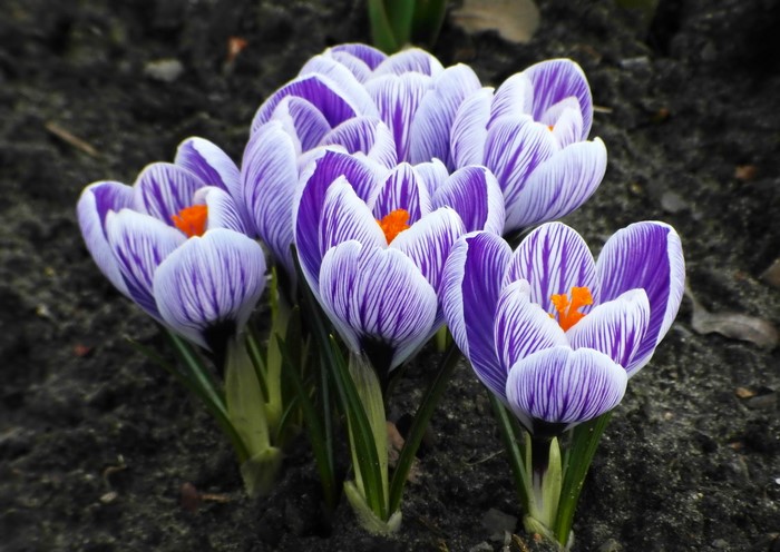 Purple and white striped crocuses blooming in soil