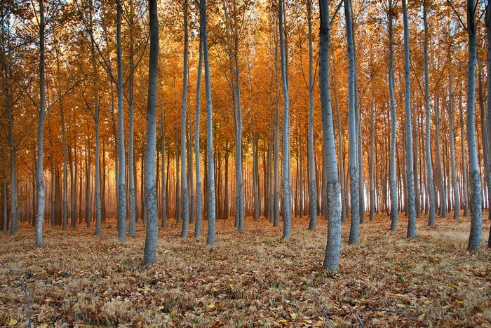 Autumn forest with golden leaves and tall trees