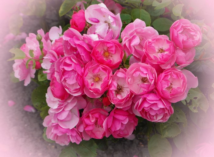 A cluster of vibrant pink roses in full bloom