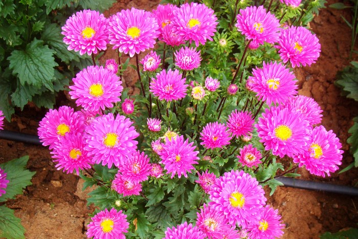 Pink Asters with yellow centers blooming in soil