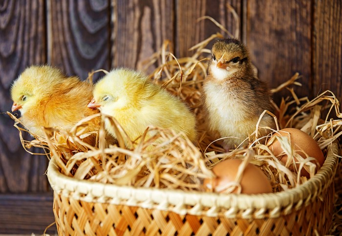 Chicks and eggs in a wicker basket