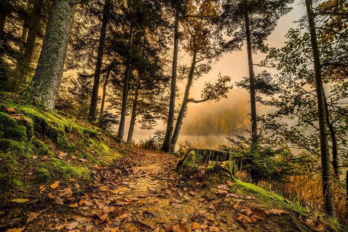 Forest path with mossy bank and lake in Croatia