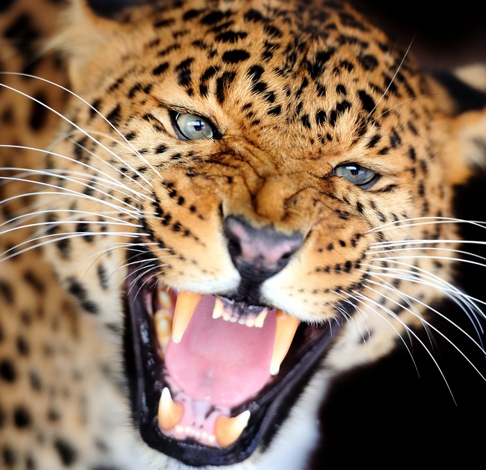 Leopard roaring with sharp teeth and whiskers